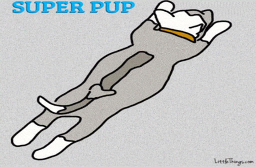 super-pup
