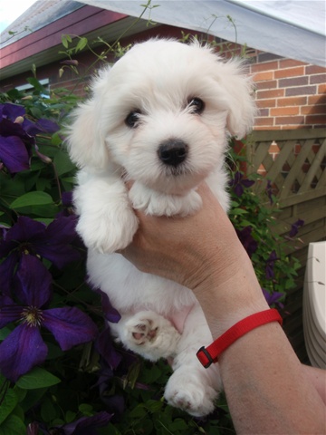 I94537075._szw360h1280_ | Kennel Coton Malgaches